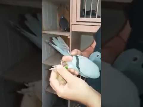 1st international Barcelona winner 2020