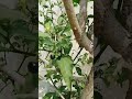 Rasbhari Shortvideo