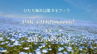 preview picture of video '[4K Ultra HD]  DMC-GH4 VS PXW-Z100 ひたち海浜公園 ネモフィラ'