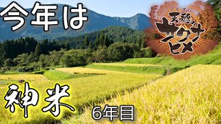 【天穂のサクナヒメ】コシヒカリを作るかっざーん。【その5】