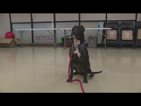 Meet Goliath, learn about upcoming Thanksgiving and Christmas ARL events - YouTube