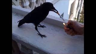 cecile corbel - blackbird instrumental