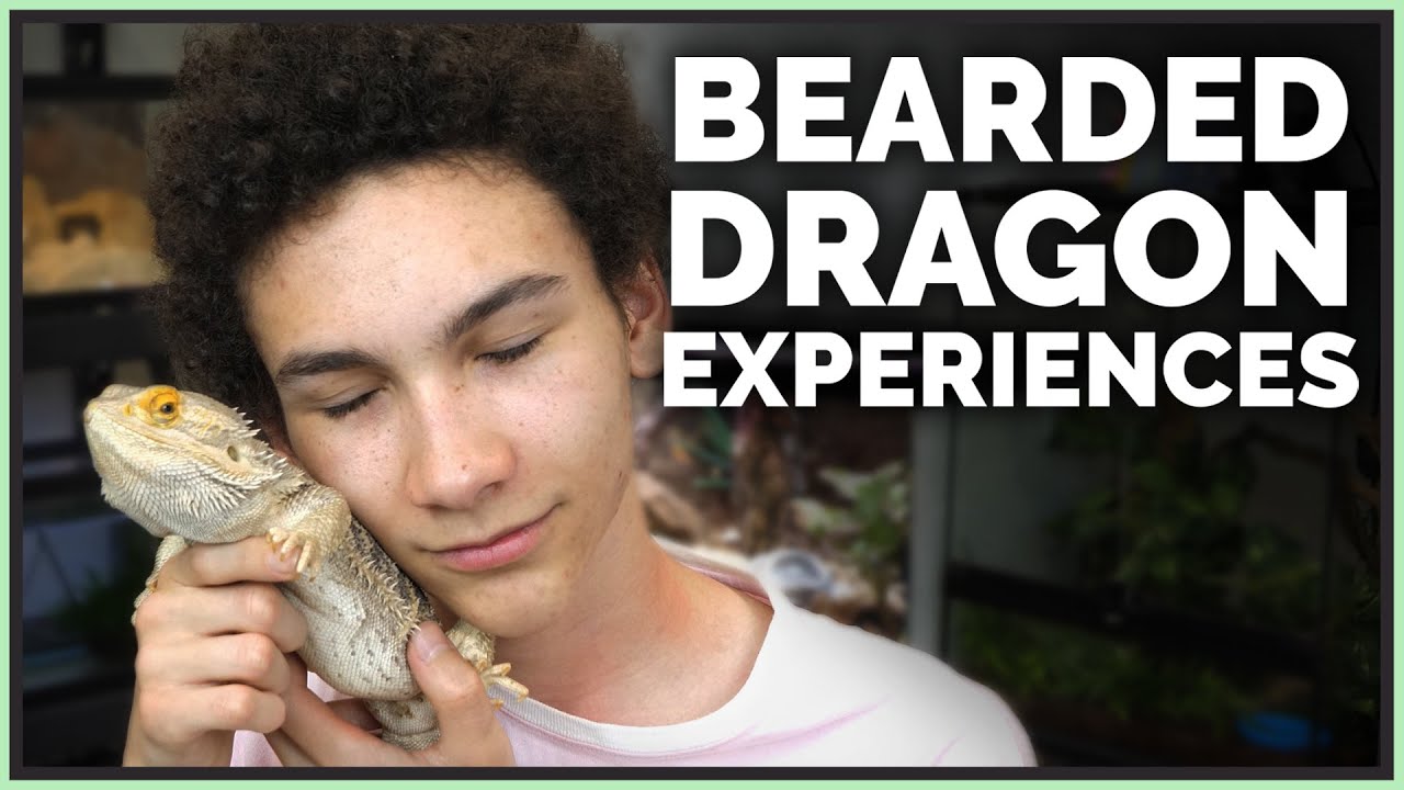 Why I Refused to get a Bearded Dragon