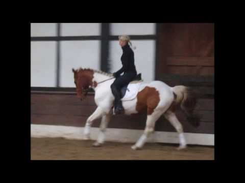 ONJINO 4j. v. Onkel Sam - Smokey for sale VB 4.500,- Euro