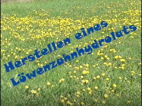 Destillieren von Löwenzahnhydrolat