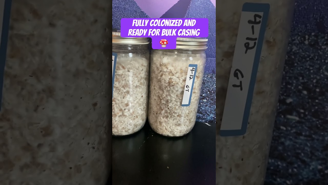 Midwest Grow Kits Jars Ready For Bulk Casing