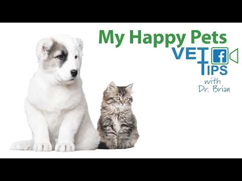 Tips to Help Dogs with Holiday Anxiety from Vetoquinol