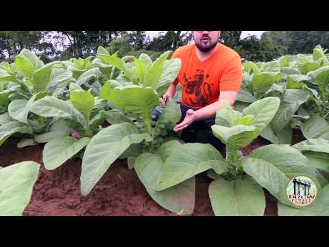 Liga Privada T52 and Stalk-Cut Wrapper Tobacco by Drew Estate Cigar
