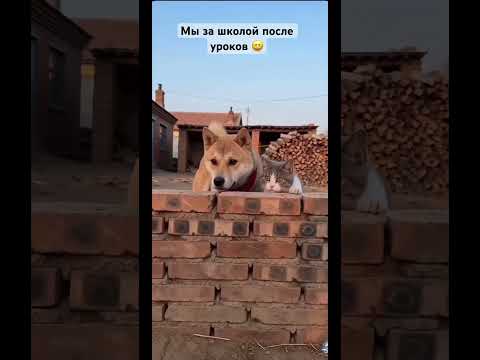 Школа #рекомендации #cat #смехпродлеваетжизнь #смехпродлеваетжизнь #смешновидео