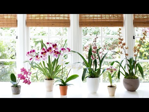 , title : 'How To Grow And Repotting Orchids - Gardening Tips'