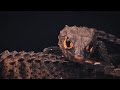 Wakakaka