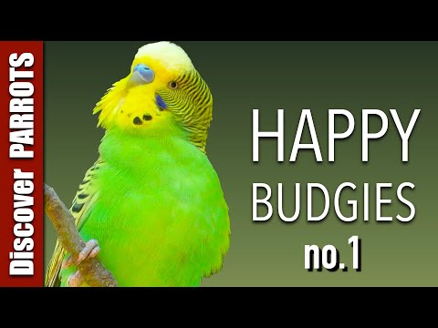 Happy Budgies 1 - Budgerigar Sounds to Play for Your Parakeets | Discover PARROTS