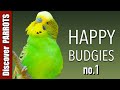 Happy Budgies 1 - Budgerigar Sounds to Play for Your Parakeets | Discover PARROTS