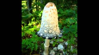 The Mountain Goats - Going to Wisconsin