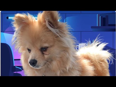 KUMI SACA LOS DIENTES FILOSOS PARA ESTO🐶