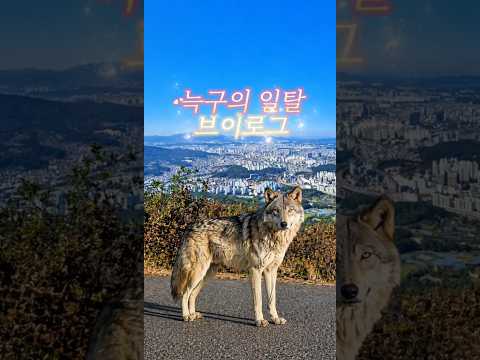 늑구의 일탈 브이로그 V-log