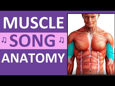 Major Muscle Song Anatomy Mnemonics: Location, Action, Name of Muscles