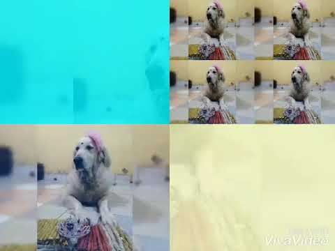 Pari The Golden Retriever