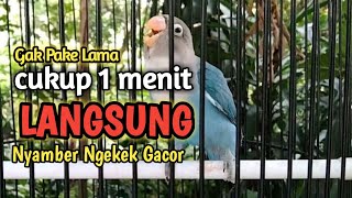 Download lagu PANCINGAN LOVEBIRD PAUD NGETIK SAMBUNG NGEKEK PANJANG SANGAT COCOK BUAT MASTERAN mp3 Download lagu PANCINGAN LOVEBIRD PAUD NGETIK SAMBUNG NGEKEK PANJANG SANGAT COCOK BUAT MASTERAN mp3