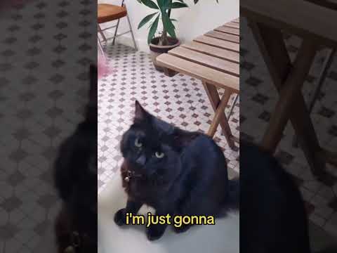 this catto is not impressed .. #catto #cats #catshorts