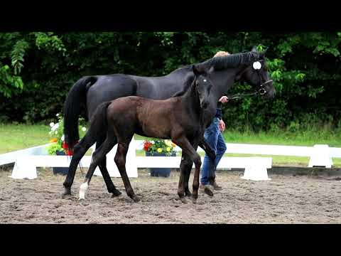 Nr. 07 Stute von Secret-Sir Donnerhall-Rubin Royal