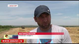 Чеченские аграрии приступили к сбору озимых
