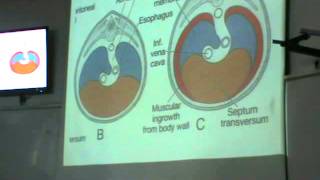 Dr Sherif embryology 20 (Development of diaphragm & skull)