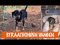 Pippi's Opvang in actie: 2 wilde honden vangen! | DierenpraatTV