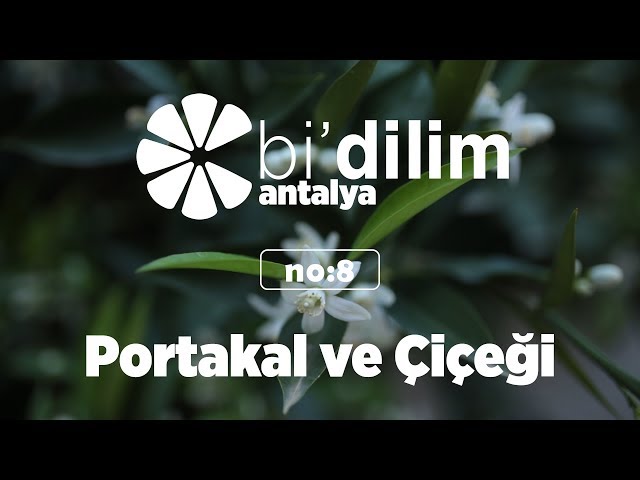 Bi'dilim Antalya / No:8 / Portakal ve Çiçeği