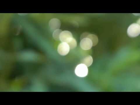 Magic Man Snow High Seeds