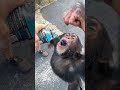 Powerade Monkey....drinking in slow motion #shorts