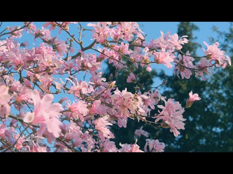 Liliomfa a szélben / Magnolia in the Wind (VOND)