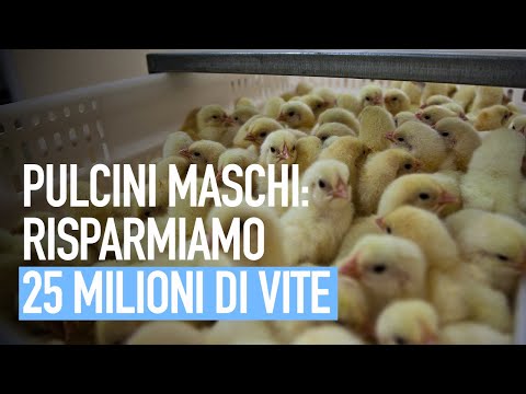 , title : 'Come risparmiare la sofferenza di 25 milioni di pulcini maschi nell’industria delle uova'