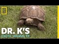 Testing the Tortoise Tracker | Dr. K's Exotic Animal ER
