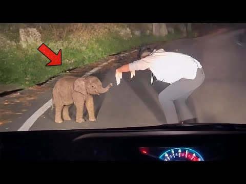El hombre encontró el elefante perdido en medio de la noche, y lo que sucedió después fue increíble.