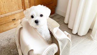 待望の帰省で喜びを爆発させてしまうマルプー【実家犬と再会】