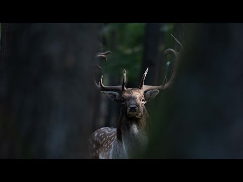 SB-Jagdreisen Damwildjagd - Ungarn