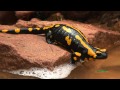 Feuersalamander-Lebendgeburt, Fire Salamander, birth, Salamandra, Spessart