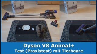 Dyson V8 Animal+ (beutelloser Akkustaubsauger) || Tierhaare entfernen (Praxistest) Test