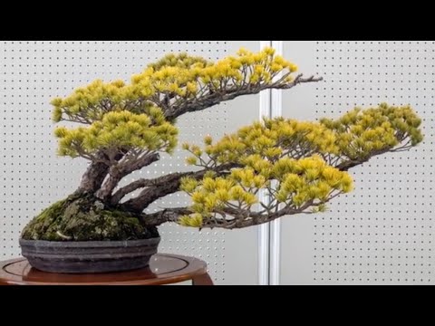 Exhibition bonsai japan 2022 part 3