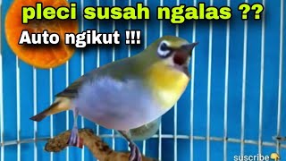 Download lagu Pleci Bustomi Gacor Memancing Lawan Sangat Ampuh mp3