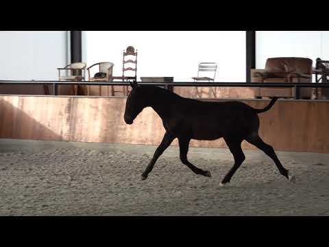 201113 4 Qennedy das Faias   Duna x Zafico preto