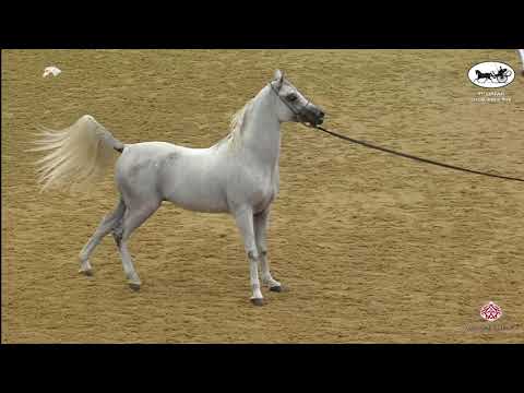 N 143 SALEEL   1st Qatar Arabian Horse Show Local Bred