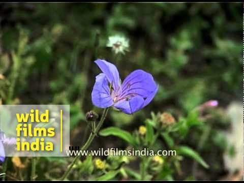 Wild Geranium flowers in Kashmir's Amarnath valley