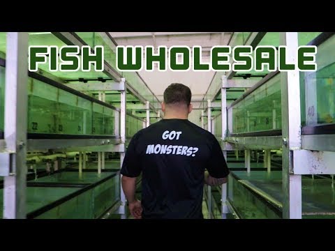 HUGE FRESH AND SALTWATER FISH WHOLESALER IN CALIFORNIA