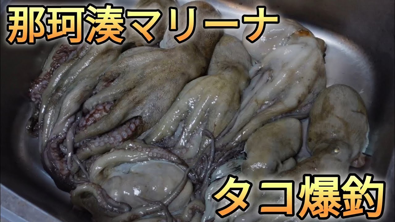 【視聴者ミラクル】発動！那珂湊マリーナでタコが…