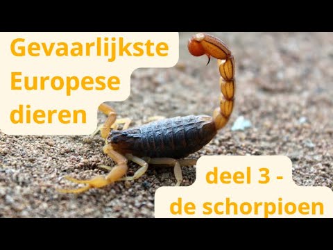 Gevaarlijkste Europese dieren: deel 3 - de schorpioen
