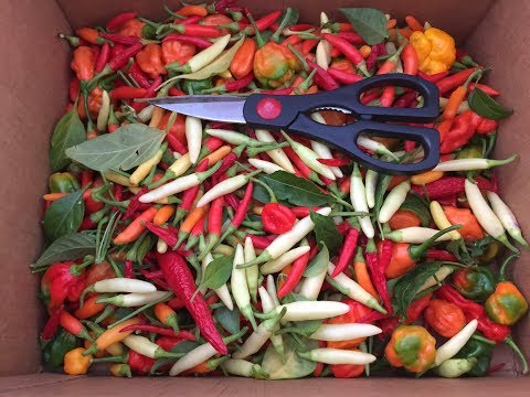 2017 Super Hot Peppers Growing Season - Ep. 13 - Season Ended