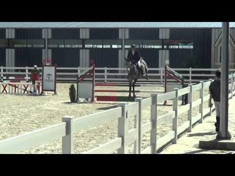 5yo stallion by Quintero ASK, Plovdiv