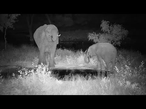 Djuma: Elephant mom and calf drinks at pan(calf has knot on right front wrist) - 21:28 - 05/11/20